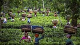 കാർത്ത്യായനിയമ്മ